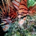 lionfish_spotfin_nus_h_0705_png1762.jpg